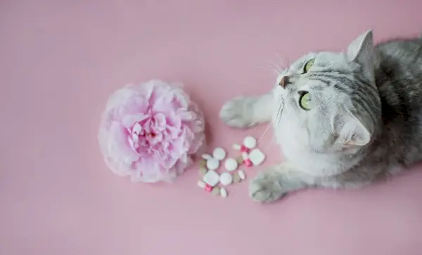 Un chat gris regardant une fleur et des pilules sur fond rose.