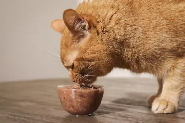 gatto che mangia cibo umido