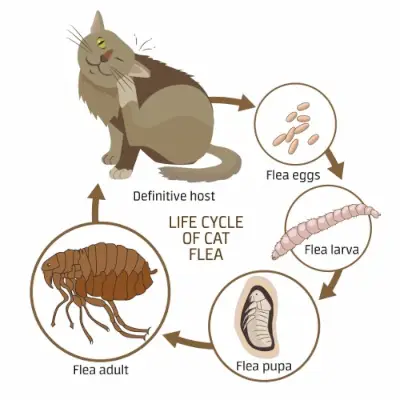 Il·lustració de les causes de les puces en els gats