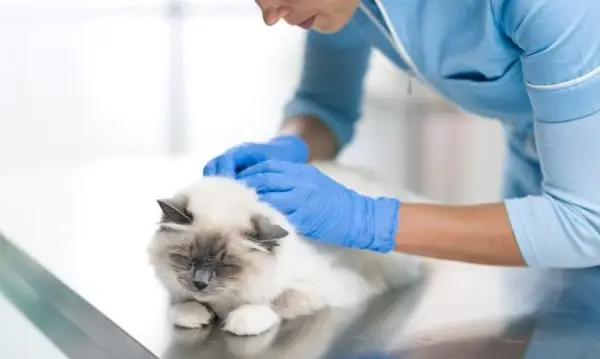 Ein Tierarzt untersucht eine Katze auf einem Tisch