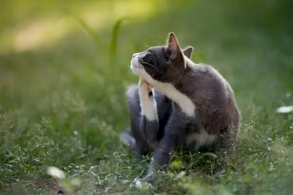 Eine grau-weiße Katze sitzt im Gras