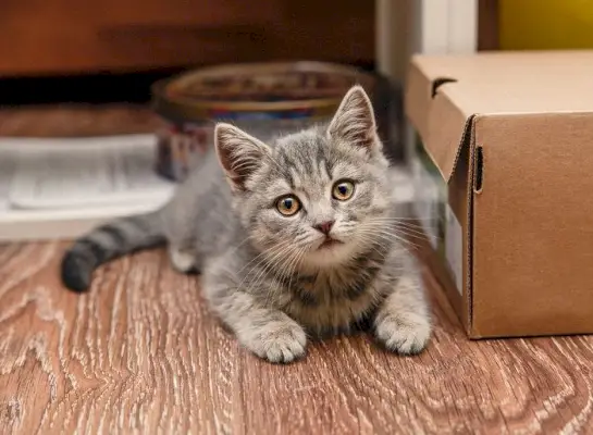 Gato enérgico com cauda balançando em movimento.