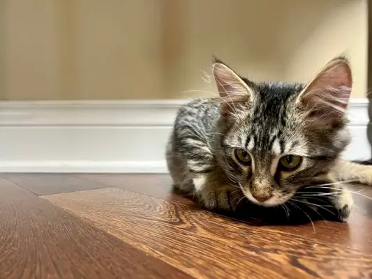 Aufmerksame Katze mit erhobenem Ohr zeigt Neugier. Das Bild fängt die Katze ein