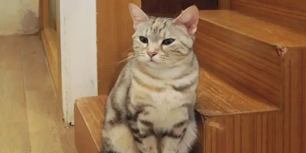 Gato curioso explorando cautelosamente una escalera. La imagen retrata al felino.