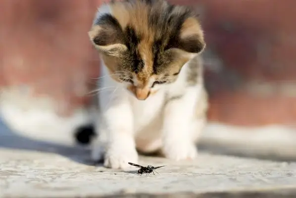 Eine Katze stürzt sich spielerisch auf ein Insekt.