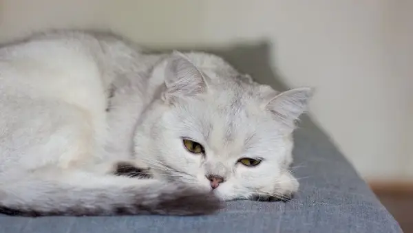 Gato enfermo destaca la importancia de una atención veterinaria inmediata para la salud felina