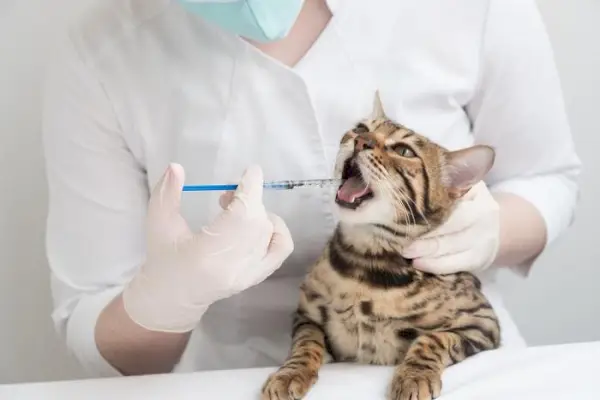 Administrar medicación oral a un gato usando una jeringa en una demostración de cuidado responsable de las mascotas