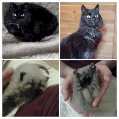 Montage d'un chaton né avec un pelage argenté, devenant noir à mesure qu'il grandit