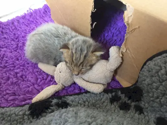 Gattino soriano con il cappotto della febbre argentato, addormentato