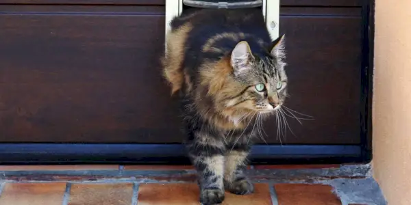 Um gato curioso espiando para fora por uma porta de gato, pensando se deve se aventurar ao ar livre.