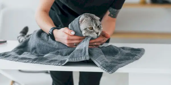 Un gato acogedor envuelto en una toalla suave, luciendo cómodo y contento después de un baño o de algunos mimos.