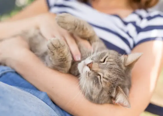 Mon chat a froid au toucher : quand s'inquiéter