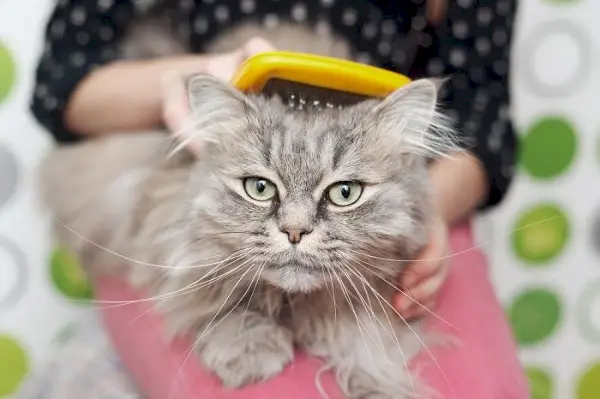 Katze beschäftigt sich mit der Fellpflege.