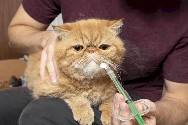 administrar medicação para gato