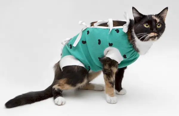 Un chat calico après une intervention chirurgicale portant une tenue verte de type combinaison pour couvrir une incision.