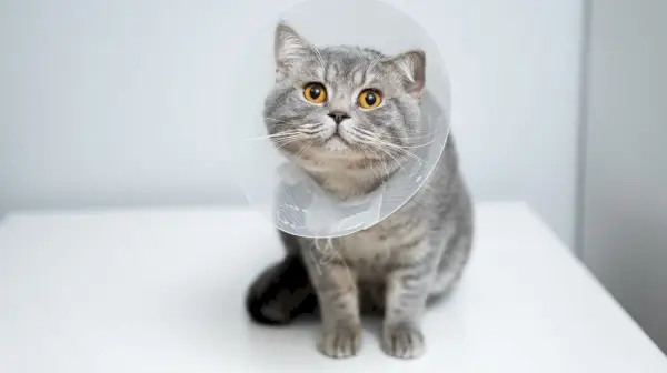 Gatto grigio dritto scozzese in cono di plastica veterinaria sulla testa al recupero dopo l'intervento chirurgico in posa in clinica animale.