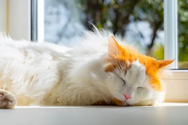 Chat domestique endormi paisiblement sur le rebord de la fenêtre, plongé dans un sommeil serein, encadré par la lumière naturelle