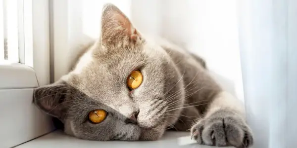 Les chats transpirent-ils ? Comment ils restent au frais