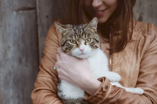 Een FeLV-positieve kat adopteren