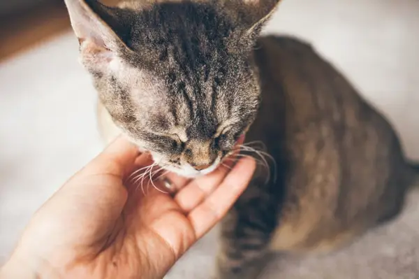 katt som sitter med lukkede øyne og blir klappet