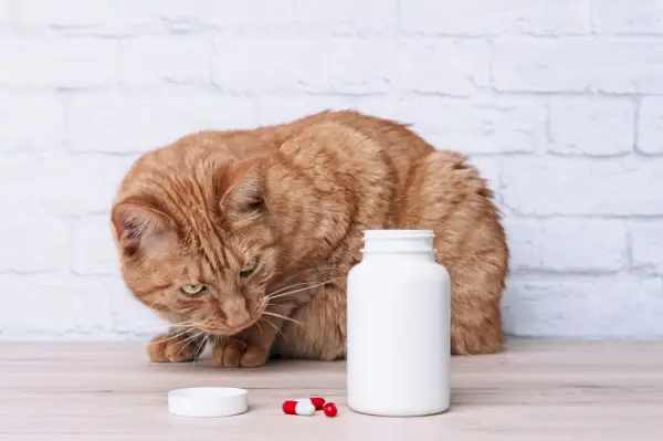 kat kijkt naar de medicijncontainer