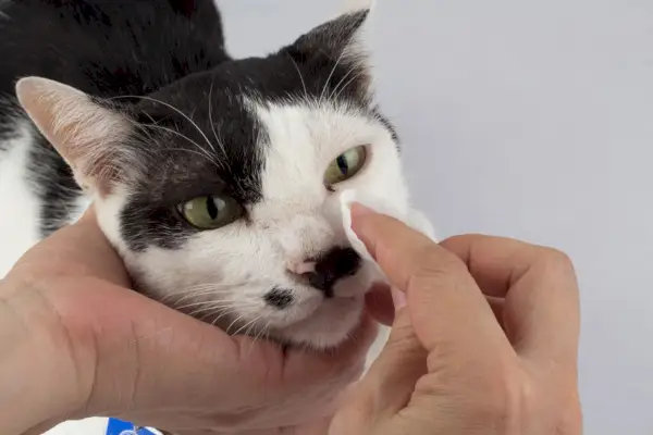 Afbeelding van het proces van het schoonmaken van een kat