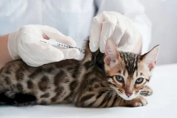 Representación visual de un gato recibiendo una vacuna.