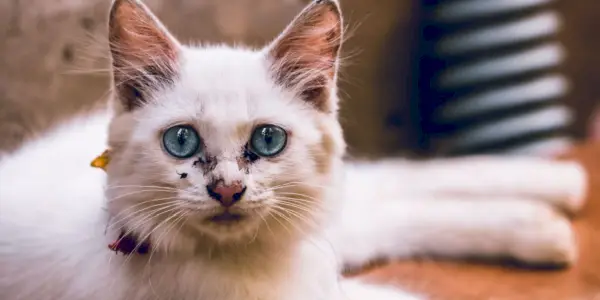 Foto einer Katze mit einem Augen-Popel