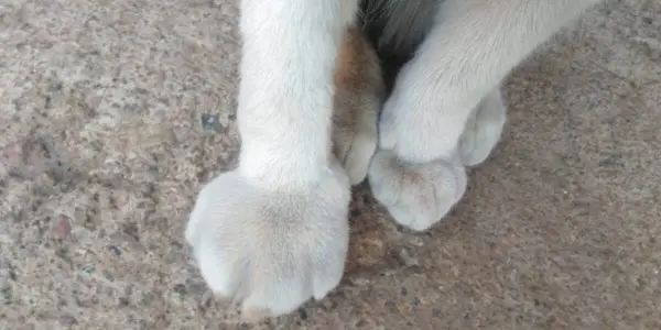 So behandeln Sie eine Katze mit einer geschwollenen Pfote