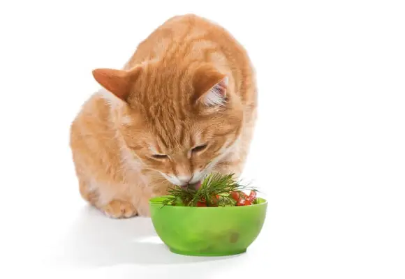 Gato comendo salada