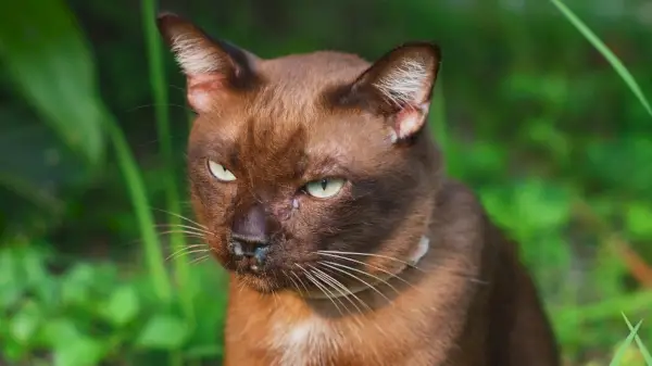 Eine braune Katze, im Vordergrund, mit weißem Ausfluss aus Nase und Augen, Hintergrund im Freien.