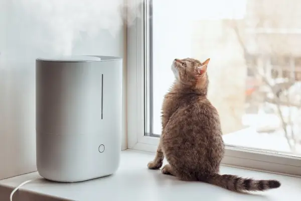 Un joven gato atigrado se sienta en el alféizar de la ventana y mira el vapor del humidificador de aire blanco.