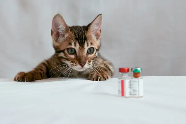 Küçük kedi yavrusu ön planda iki aşı şişesine bakıyor.