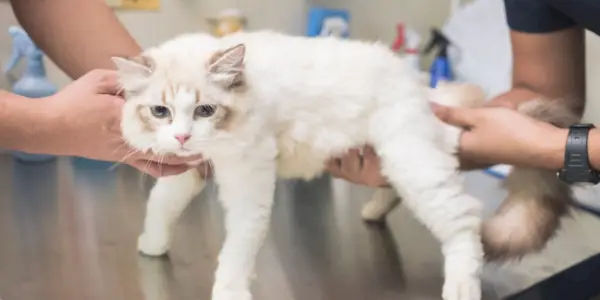 Veterinar pretipa mačji trebuh in občuti želodec