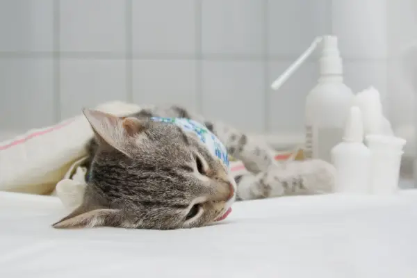 gato después de una operación de esterilización