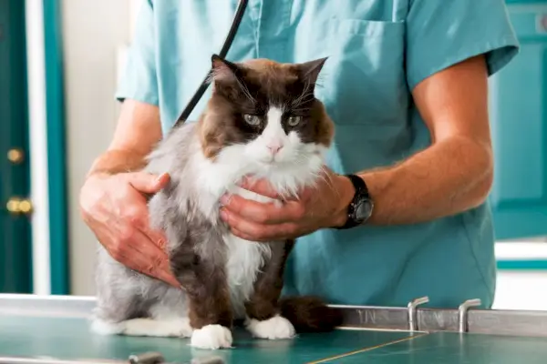 gato fazendo check-up