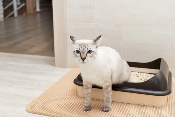 Gato dentro de uma caixa de areia