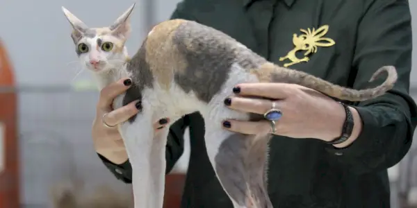 Ein elegantes Foto einer Cornish-Rex-Katze, die für ihr charakteristisches lockiges Fell, ihren schlanken Körper und ihre großen Ohren bekannt ist und das einzigartige und faszinierende Erscheinungsbild dieser besonderen Katzenrasse einfängt.