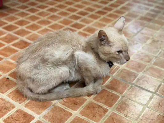 Un gato delgado y demacrado con costillas visibles y apariencia demacrada, lo que indica posible desnutrición o problemas de salud.