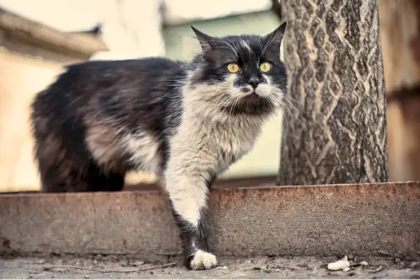 Hur man badar en katt Skäl att ge en katt ett bad