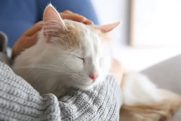 猫用グランデックス：飼い主さんに寄り添い、満足そうにリラックスした様子の猫ちゃん。