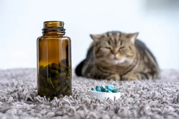 tabletas de medicamentos frente al gato