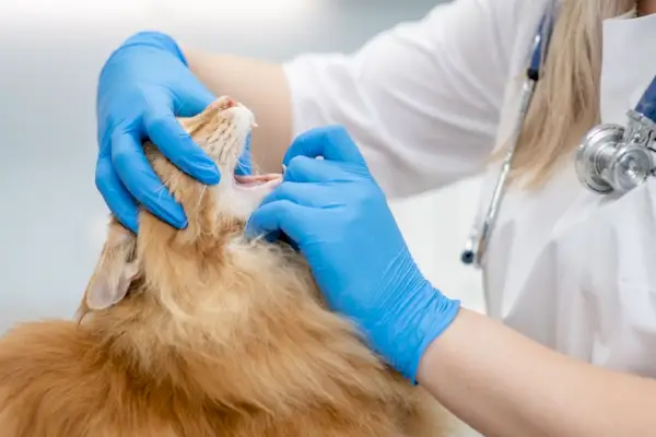 Dyrlæge tjekker maine coon kattens mund