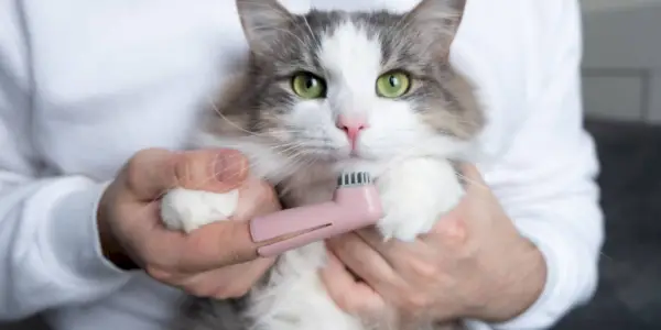 brosse à dents pour chat