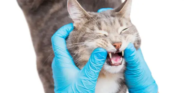 le vétérinaire vérifie la bouche du chat