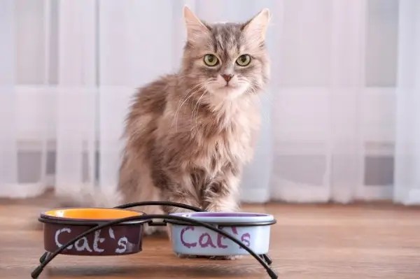 In deze afbeelding ligt de nadruk op het regelmatig verversen van water voor katten.