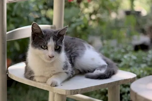 Ein majestätischer Kater sitzt stolz da und strahlt mit seinem auffälligen Aussehen und seinem königlichen Auftreten Selbstvertrauen aus.