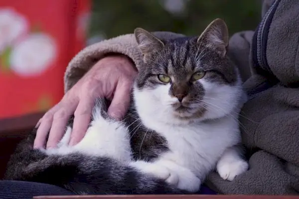 En svartvit katt sitter nöjd på sin ägare