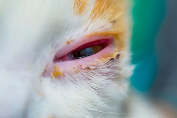 Close-up van conjunctivitis in kattenoog