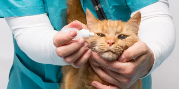 obramicina pentru pisici, un medicament folosit pentru tratarea diferitelor afecțiuni ale sănătății felinelor, subliniind importanța îngrijirii veterinare și a medicamentelor eliberate pe bază de rețetă.